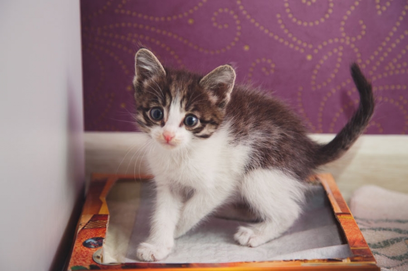 Поговорим о кошках 28