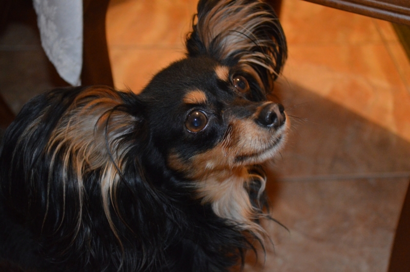 Братья наши меньшие, у кого кто - 2.