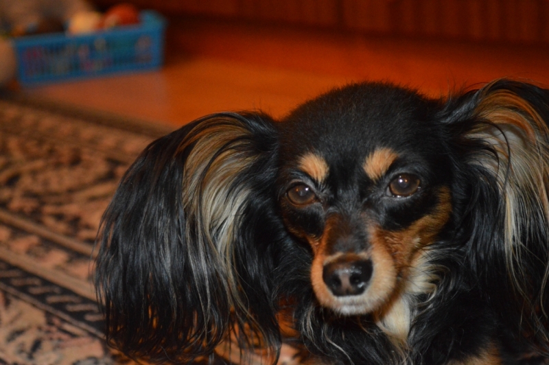 Братья наши меньшие, у кого кто - 2.