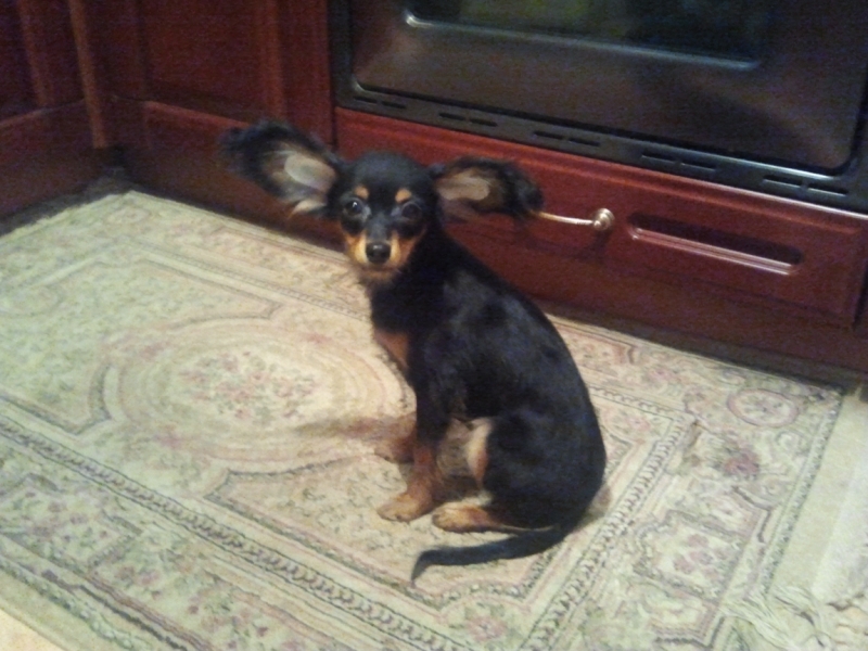 Братья наши меньшие, у кого кто - 2.