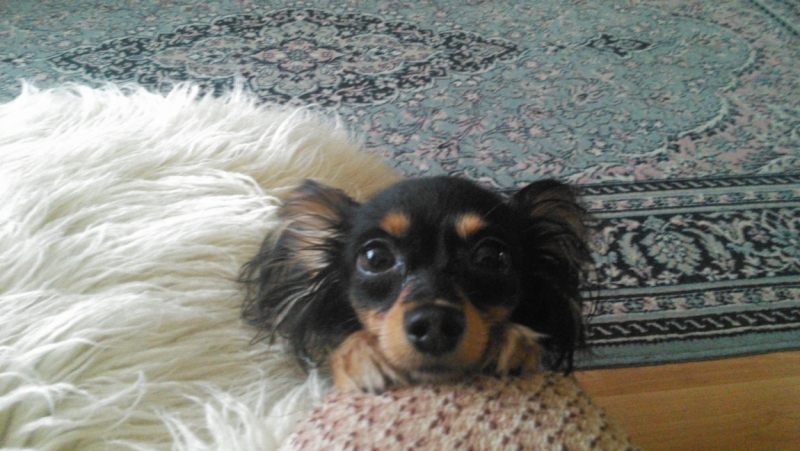 Братья наши меньшие, у кого кто - 2.