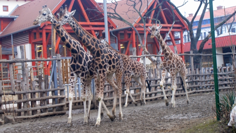 На авто из Питера в Австрию и Венгрию. Много фото!