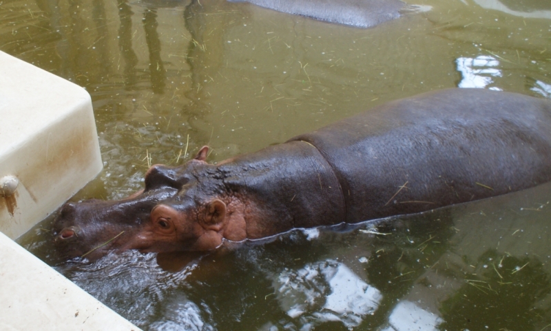 На авто из Питера в Австрию и Венгрию. Много фото!