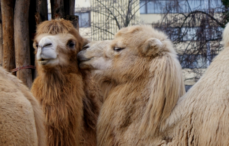 На авто из Питера в Австрию и Венгрию. Много фото!