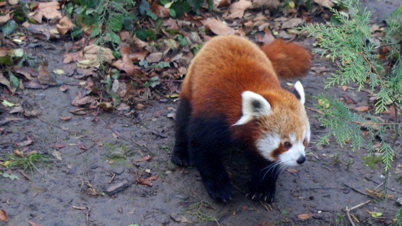 На авто из Питера в Австрию и Венгрию. Много фото!