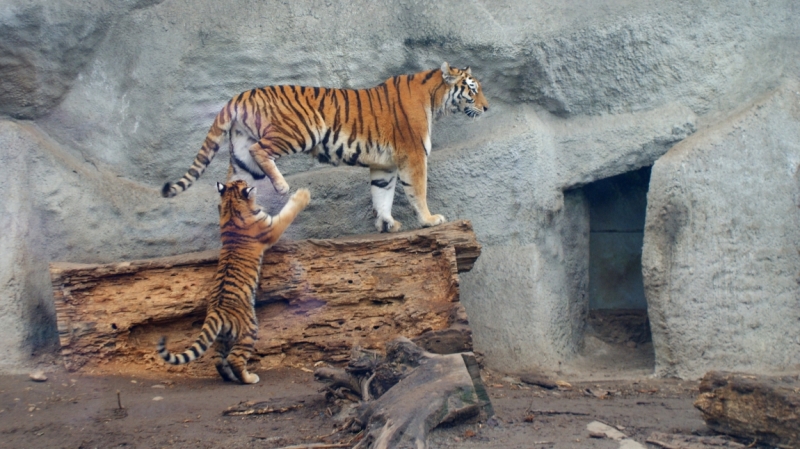 На авто из Питера в Австрию и Венгрию. Много фото!