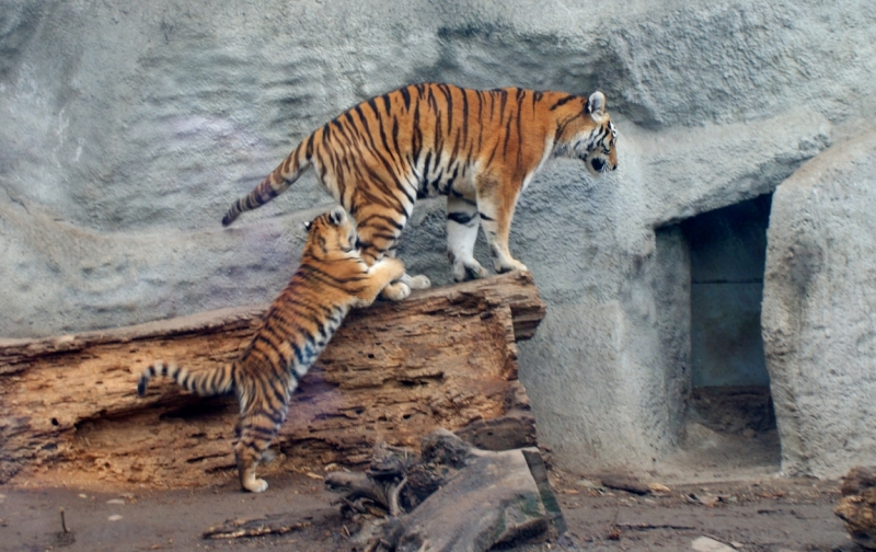 На авто из Питера в Австрию и Венгрию. Много фото!