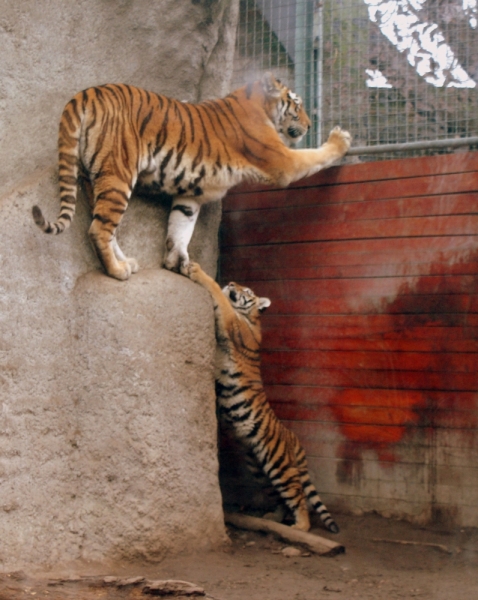 На авто из Питера в Австрию и Венгрию. Много фото!
