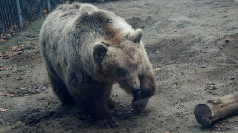 На авто из Питера в Австрию и Венгрию. Много фото!