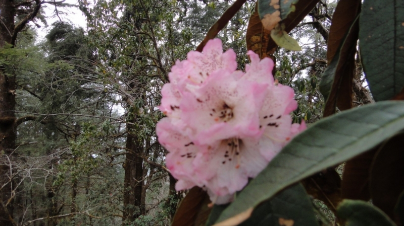 Рододендроны