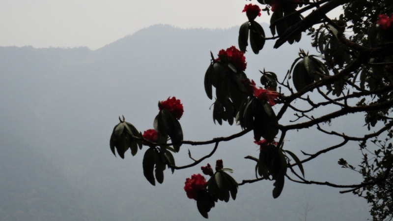 Рододендроны