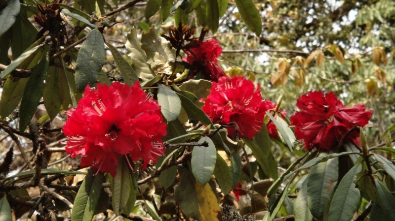 Рододендроны