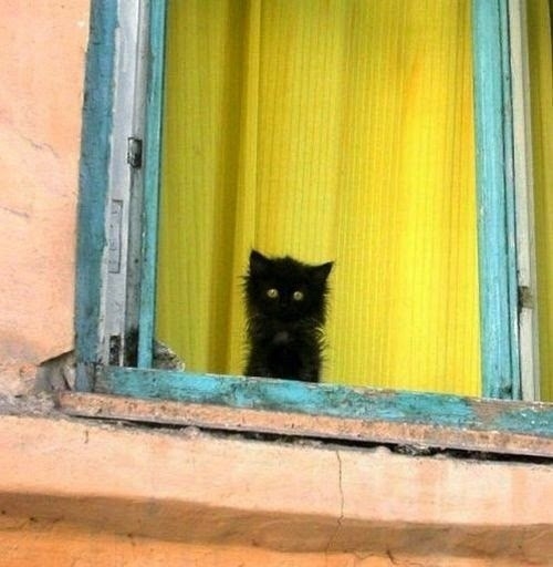 Поговорим о кошках 28