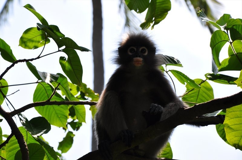 Бангкок, Сием Риеп, Рейли (2013)