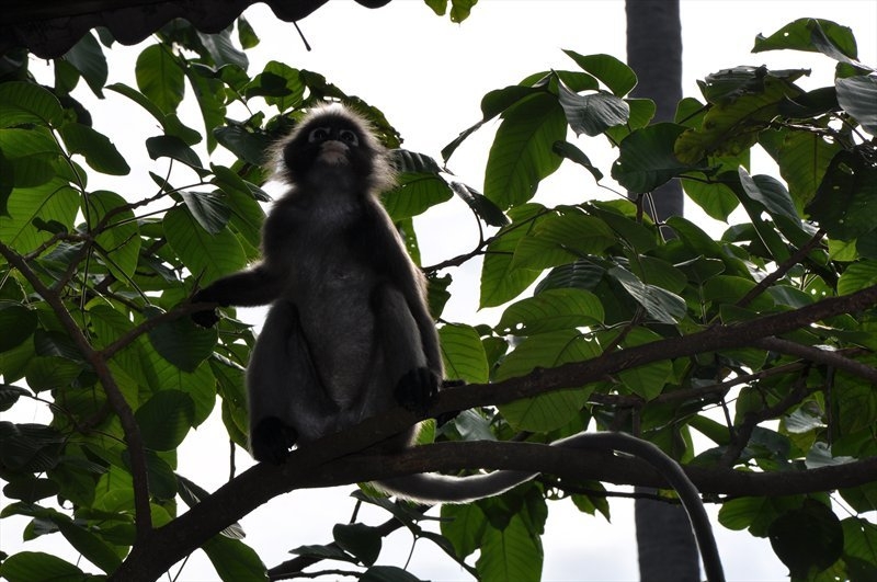 Бангкок, Сием Риеп, Рейли (2013)