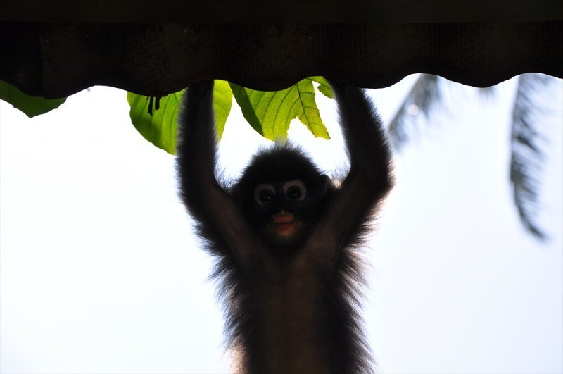 Бангкок, Сием Риеп, Рейли (2013)