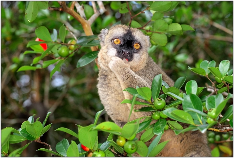 Мадагаскар-остров эндемиков, март 2014г.