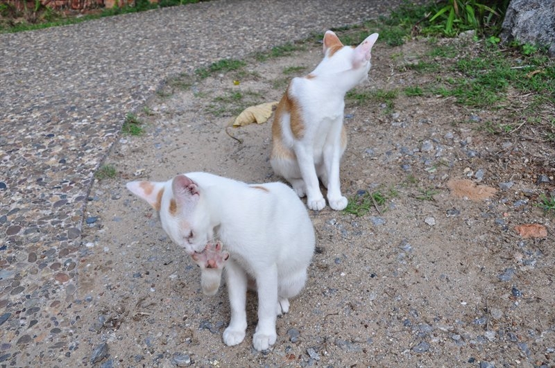 Бангкок, Сием Риеп, Рейли (2013)