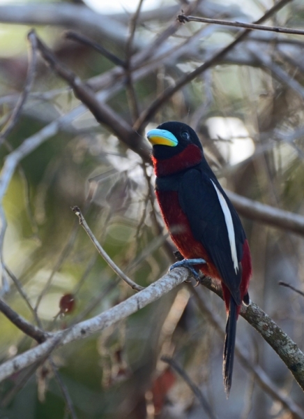 Краснобрюхий рогоклюв