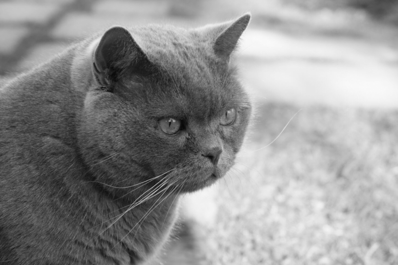 Поговорим о кошках 28