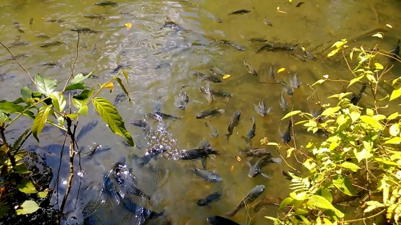 Банкок-Краби. Банкок-Канчанабури-Аюттая-Краби