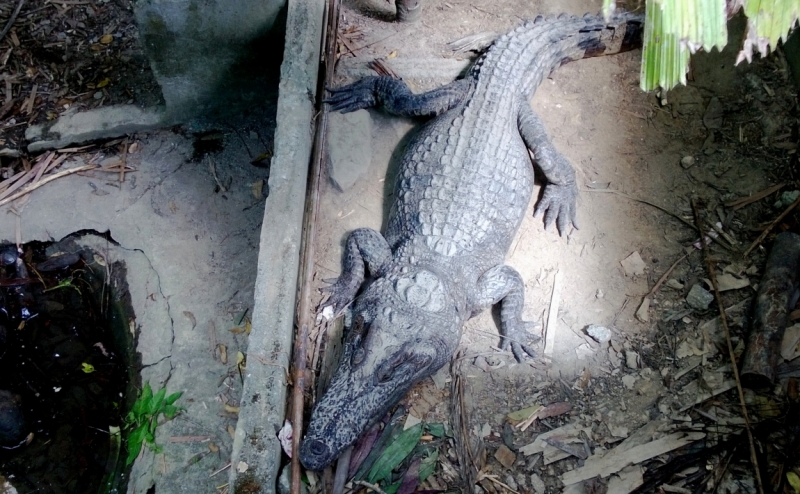 Банкок-Краби. Банкок-Канчанабури-Аюттая-Краби