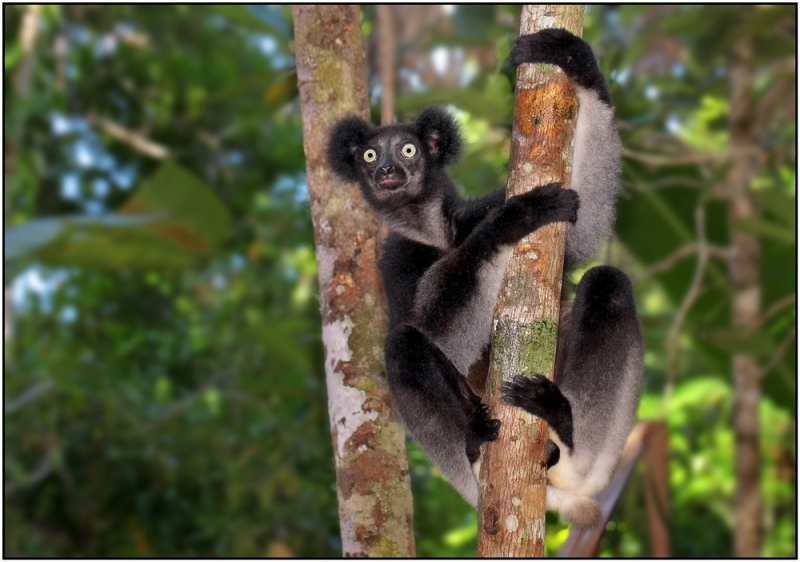Мадагаскар-остров эндемиков, март 2014г.