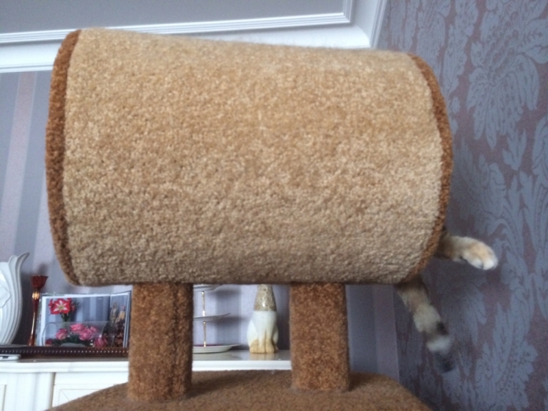 Поговорим о кошках 28