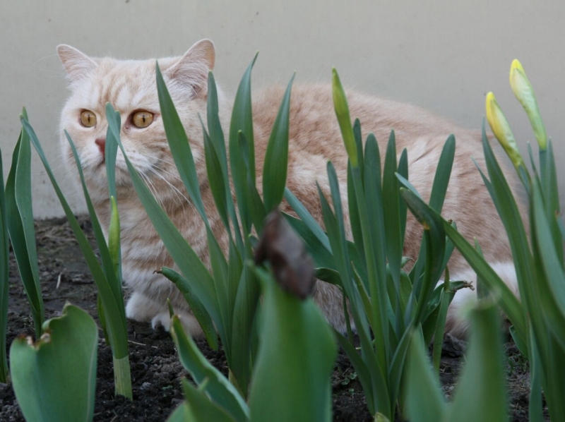 Поговорим о кошках 28