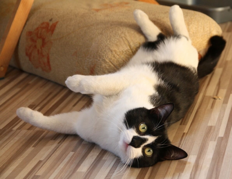 Поговорим о кошках 28