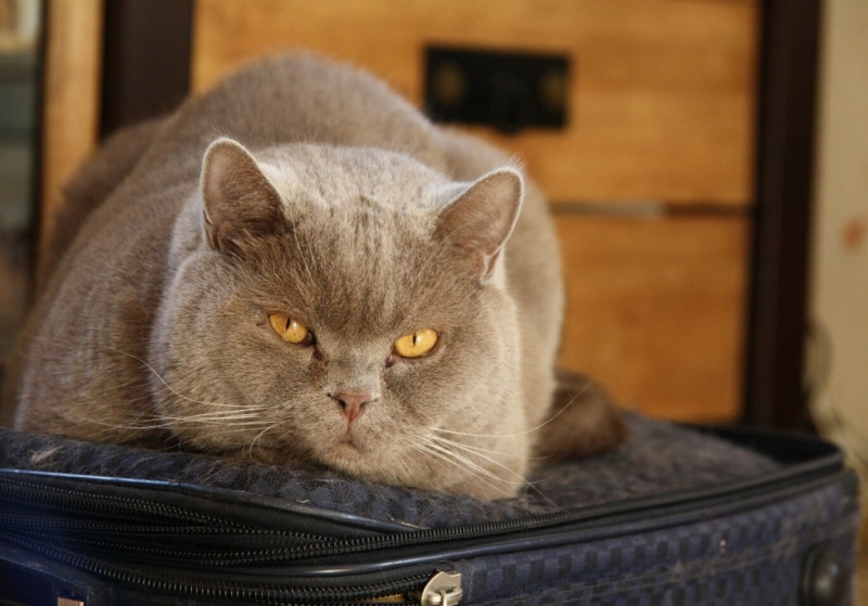 Поговорим о кошках 28