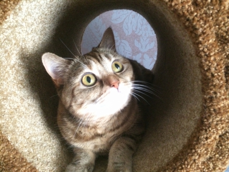 Поговорим о кошках 28