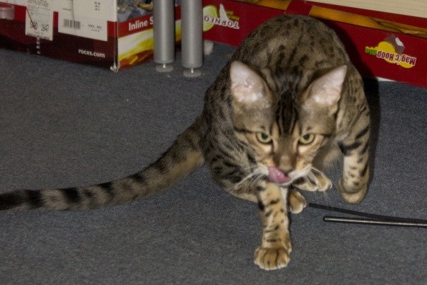 Поговорим о кошках32