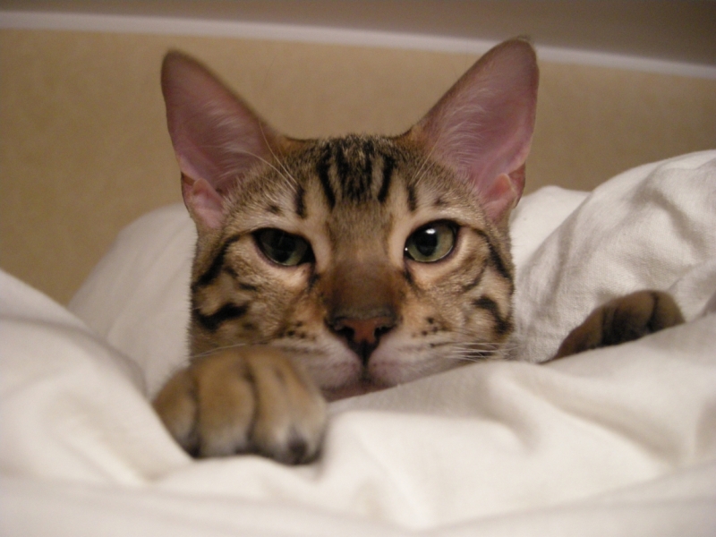 Поговорим о кошках32