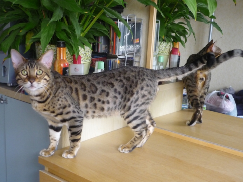 Поговорим о кошках 28