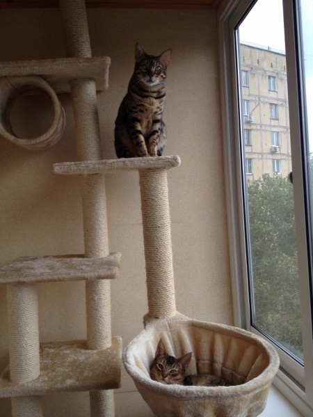 Поговорим о кошках 29