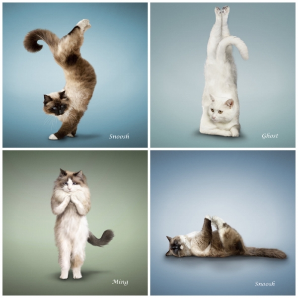 Поговорим о кошках 28