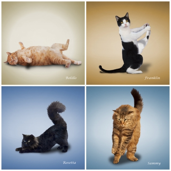 Поговорим о кошках 28