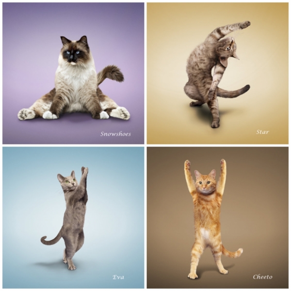 Поговорим о кошках 28