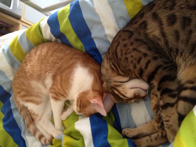 Поговорим о кошках 28