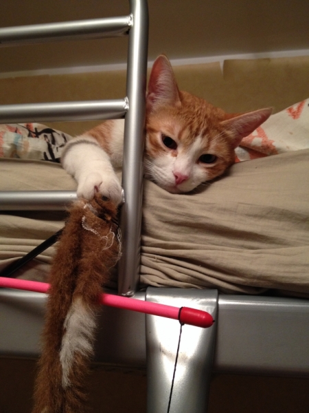 Поговорим о кошках 28