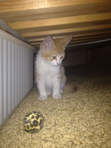 Поговорим о кошках 28