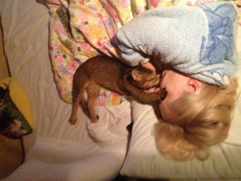 Поговорим о кошках 28