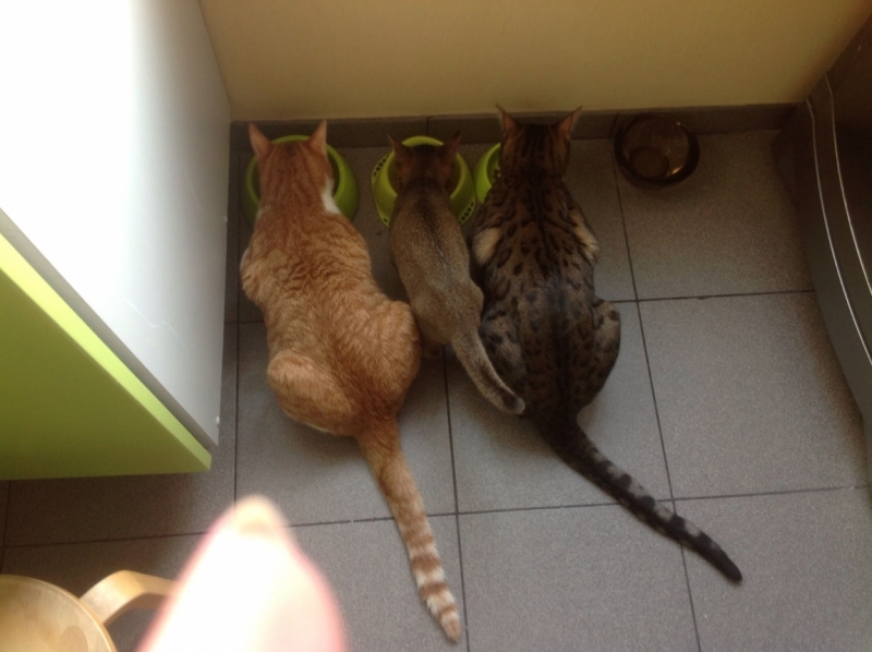 Поговорим о кошках 28