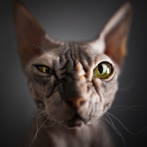 Поговорим о кошках 28