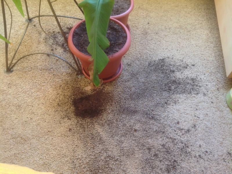 Поговорим о кошках 28