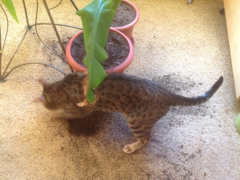 Поговорим о кошках 28