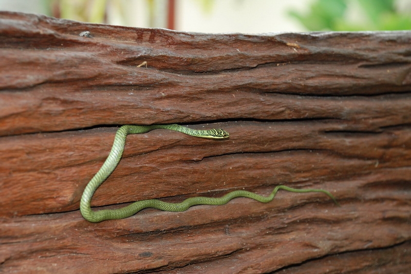 Самуи + Тао (сентябрь 2013) - ФОТО