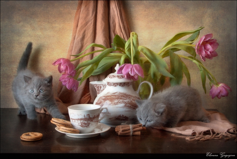 Поговорим о кошках 28