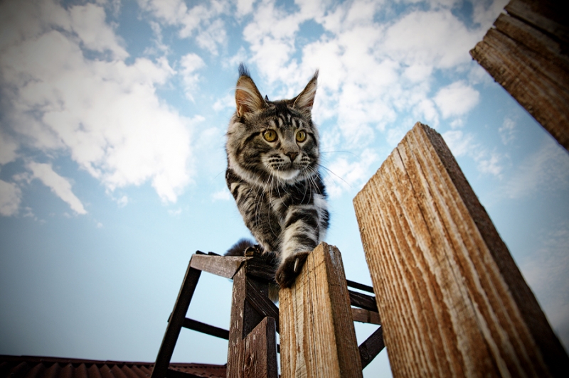 Поговорим о кошках 28